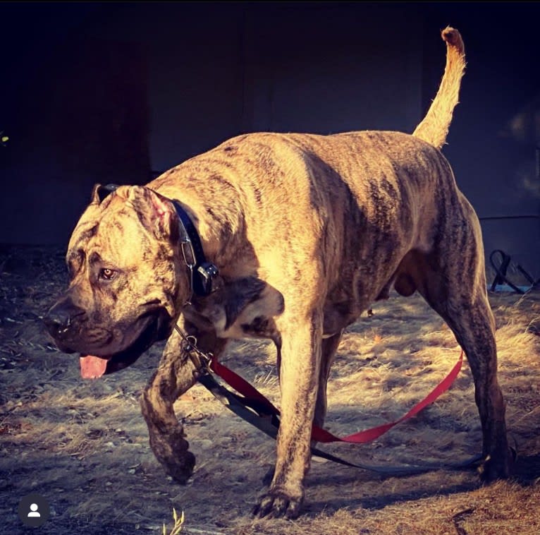 Koa, a Perro de Presa Canario tested with EmbarkVet.com