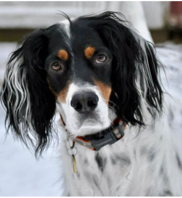 Buster, a Llewellin Setter tested with EmbarkVet.com