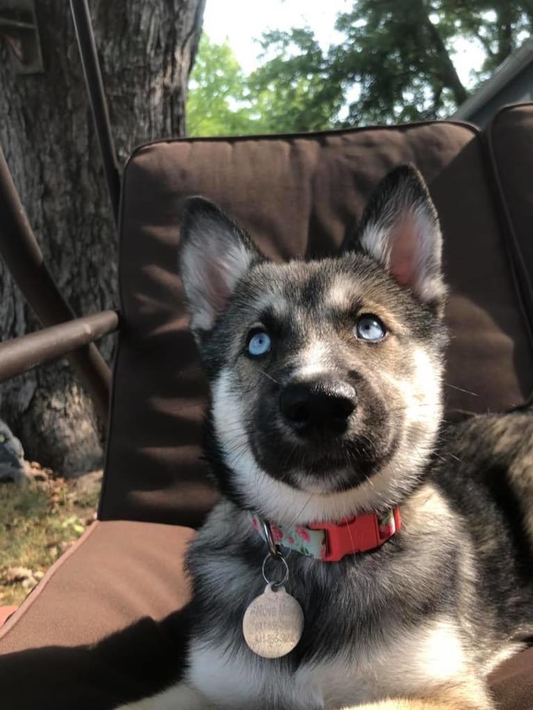 Nova May, a Pomsky tested with EmbarkVet.com