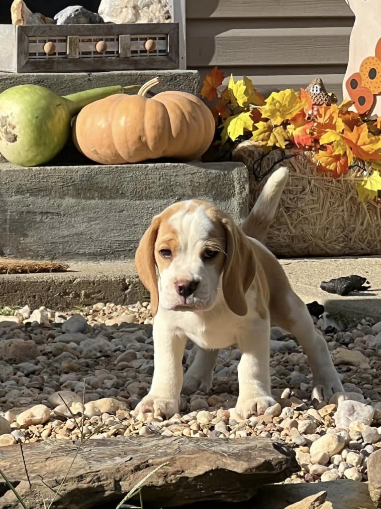 Luke, a Beagle tested with EmbarkVet.com