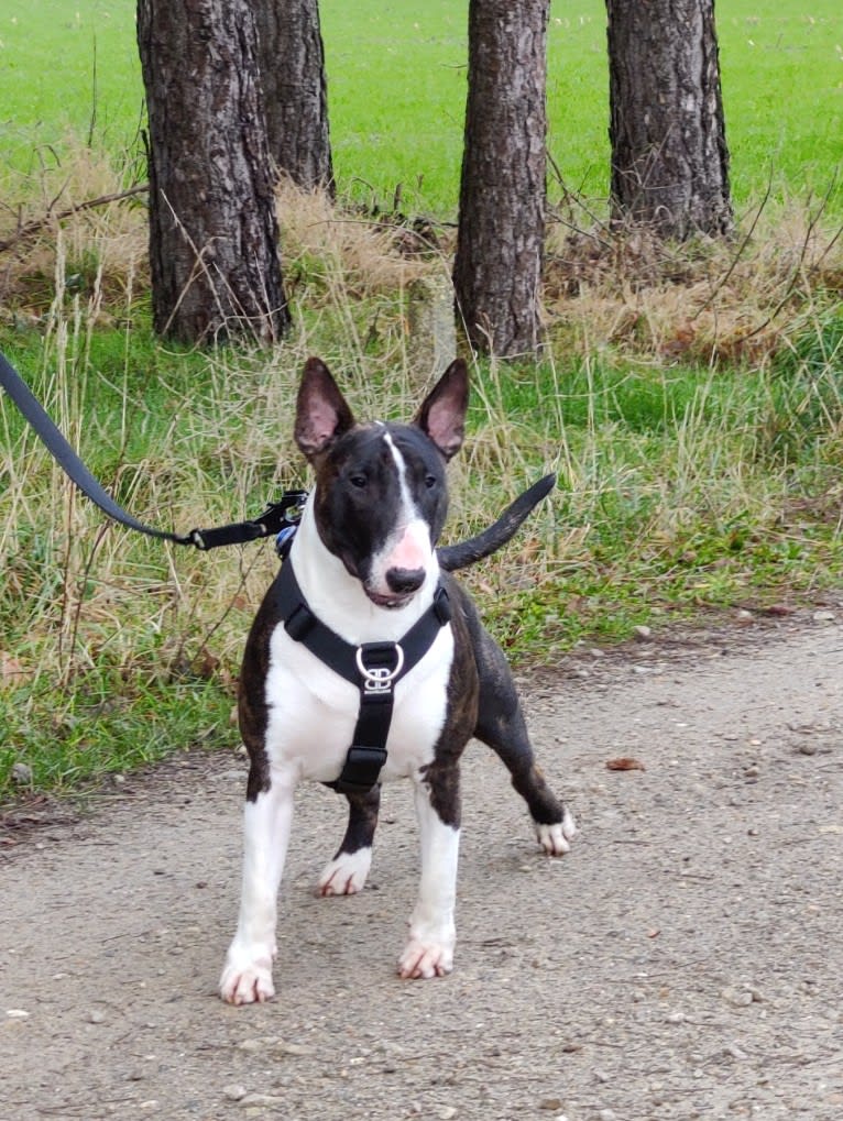 Skylark's Urban Legend, a Bull Terrier tested with EmbarkVet.com