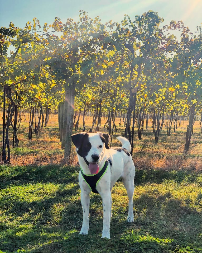 Harvey, an American Foxhound and American Bulldog mix tested with EmbarkVet.com