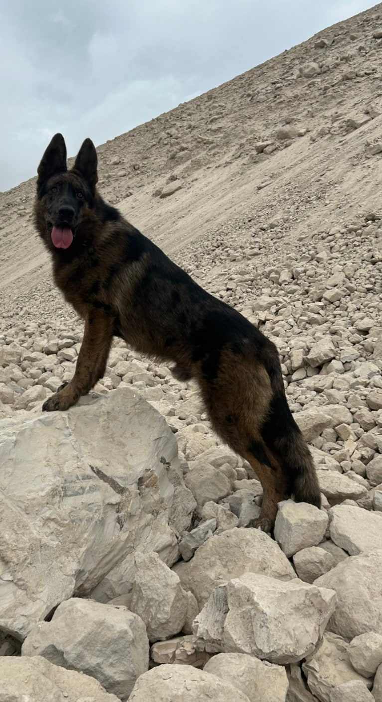 Stubby, a German Shepherd Dog tested with EmbarkVet.com