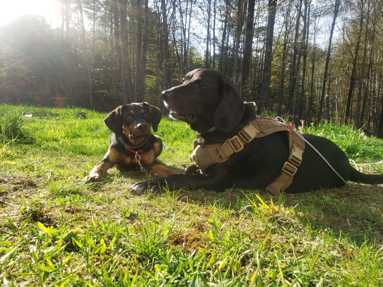 Boone, a Catahoula Leopard Dog and Poodle (Small) mix tested with EmbarkVet.com