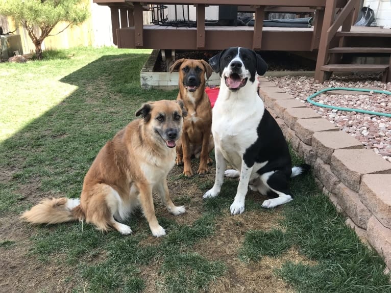 Theodore Ellington, an American Pit Bull Terrier and Siberian Husky mix tested with EmbarkVet.com