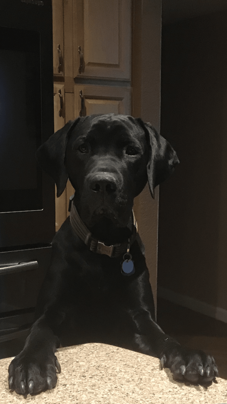 Elwray, a Labrador Retriever and Mastiff mix tested with EmbarkVet.com