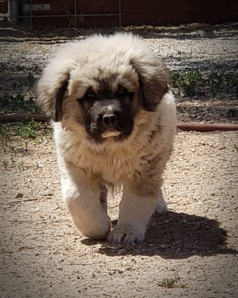 Vladimir, a Caucasian Ovcharka tested with EmbarkVet.com
