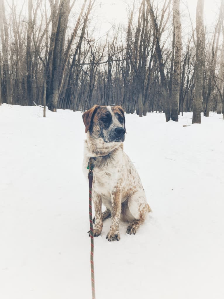 Monty, an Australian Cattle Dog and Labrador Retriever mix tested with EmbarkVet.com