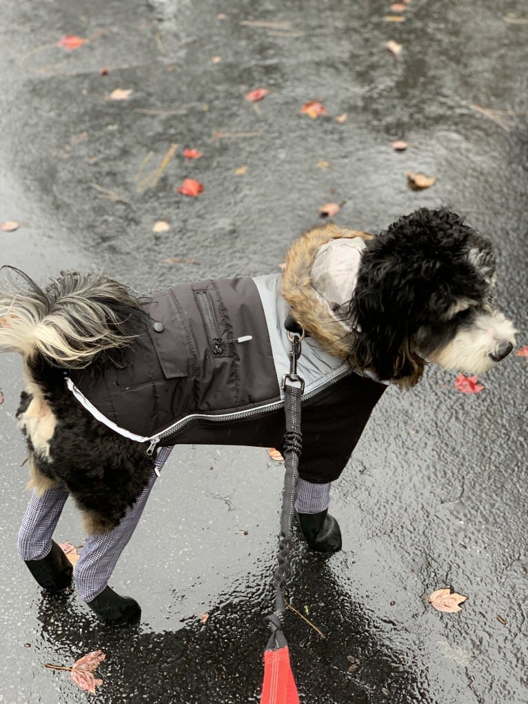 Drake, a Bernese Mountain Dog and Poodle (Small) mix tested with EmbarkVet.com