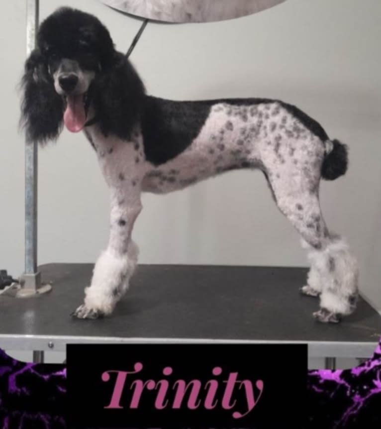 Trinity, a Poodle tested with EmbarkVet.com