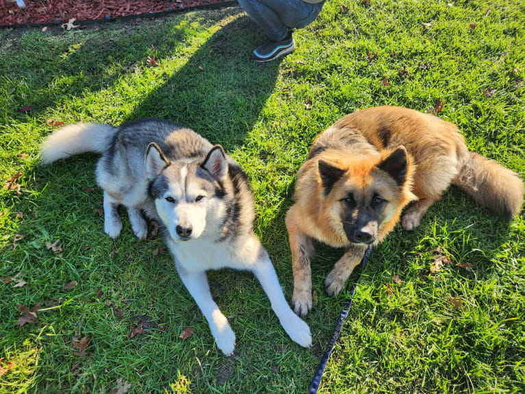 Tinos, a German Shepherd Dog and Alaskan Malamute mix tested with EmbarkVet.com