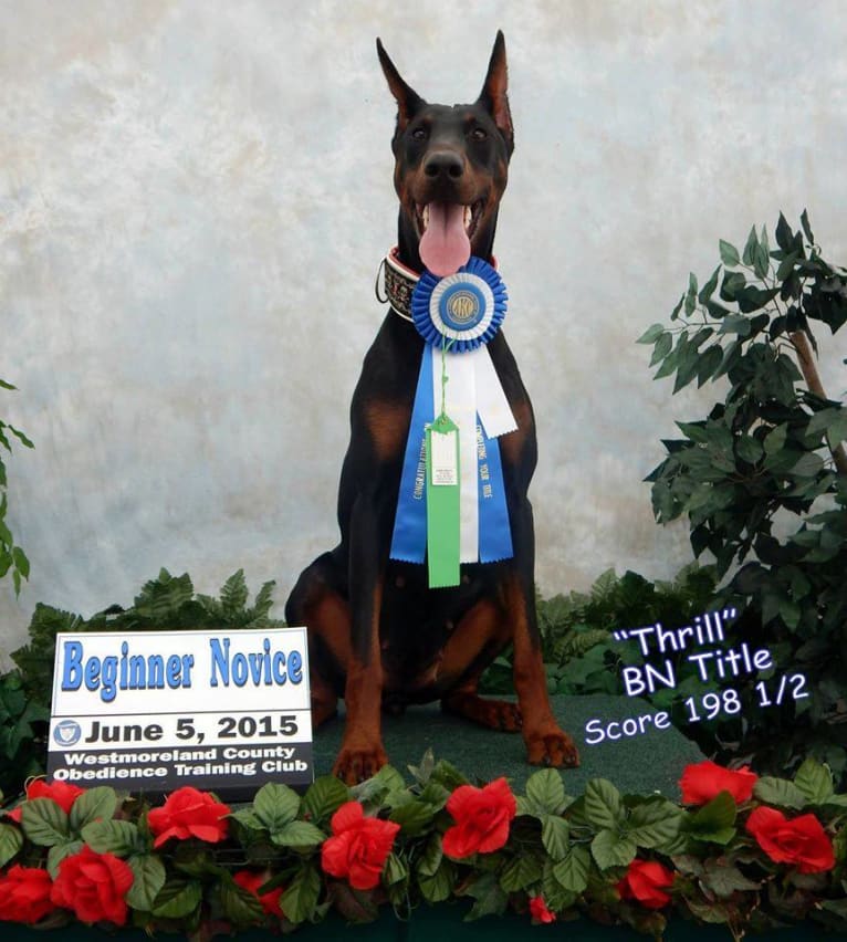 Thrill, a Doberman Pinscher tested with EmbarkVet.com