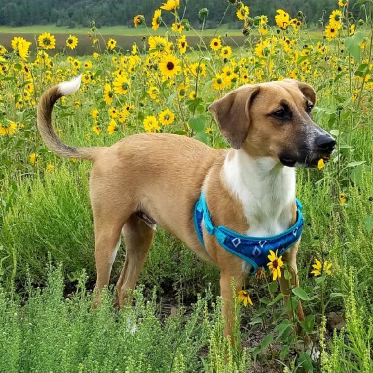 Max, a Treeing Walker Coonhound and American Pit Bull Terrier mix tested with EmbarkVet.com