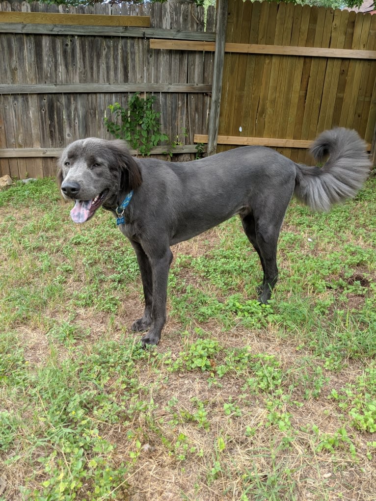 Zoboomafoo, a Great Pyrenees and Labrador Retriever mix tested with EmbarkVet.com