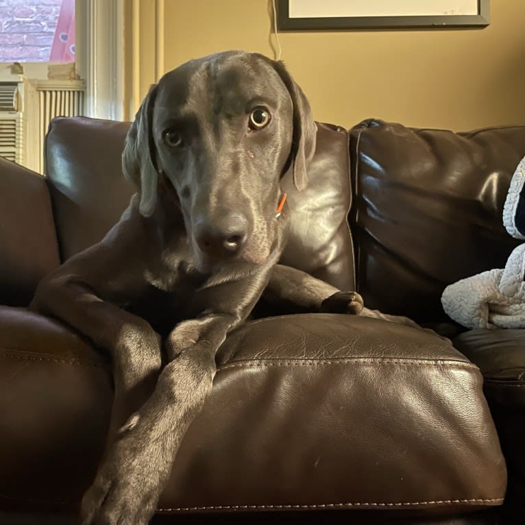 Remy, a Weimaraner tested with EmbarkVet.com