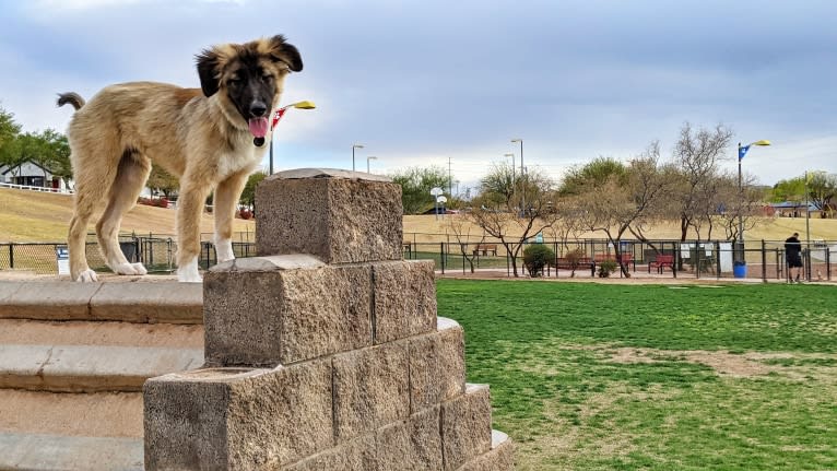 Oates, a West Asian Village Dog tested with EmbarkVet.com