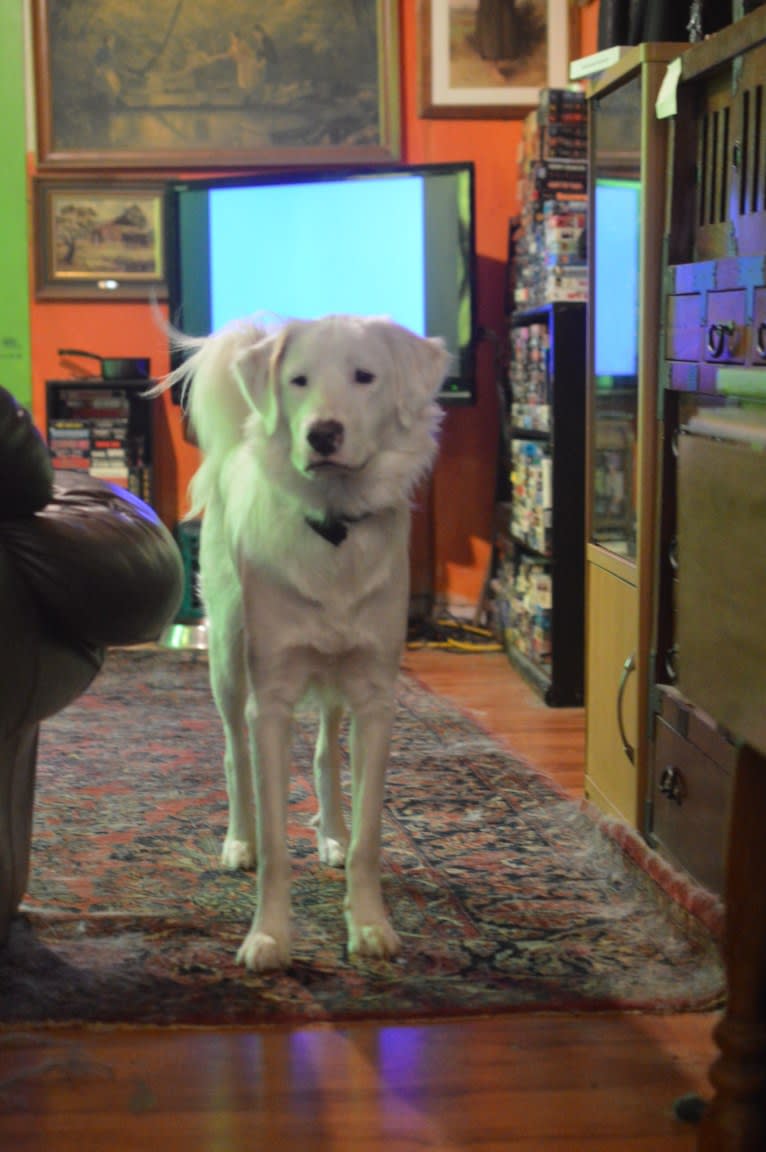 casper, a Great Pyrenees and Labrador Retriever mix tested with EmbarkVet.com