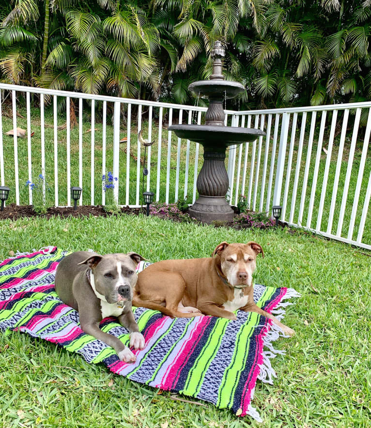 Ariel, an American Bully tested with EmbarkVet.com