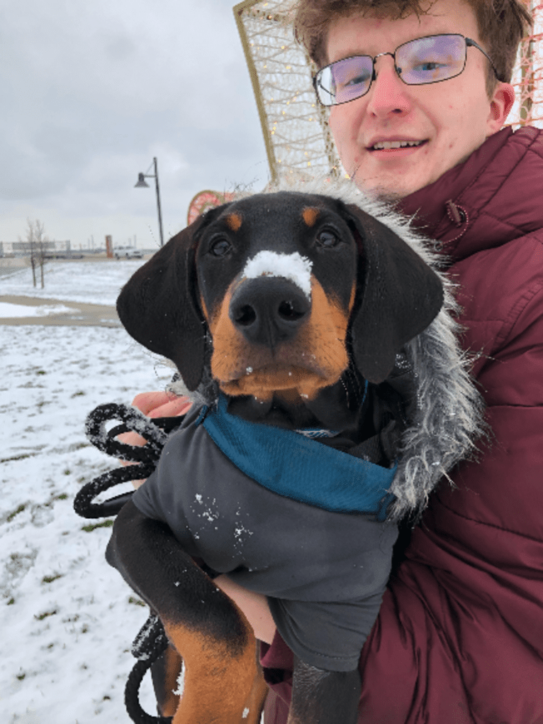 Arlo, a Doberman Pinscher tested with EmbarkVet.com