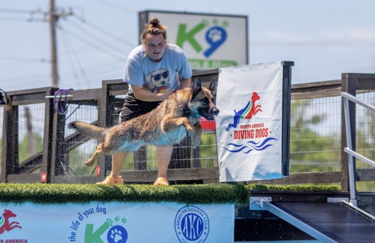 KHs His Reign Has Just Begun “Kaiser” TKE DS HDS, a German Shepherd Dog and Dutch Shepherd mix tested with EmbarkVet.com