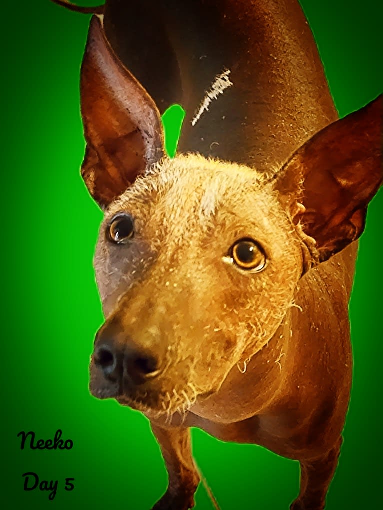 Neeko, a Xoloitzcuintli (8.7% unresolved) tested with EmbarkVet.com