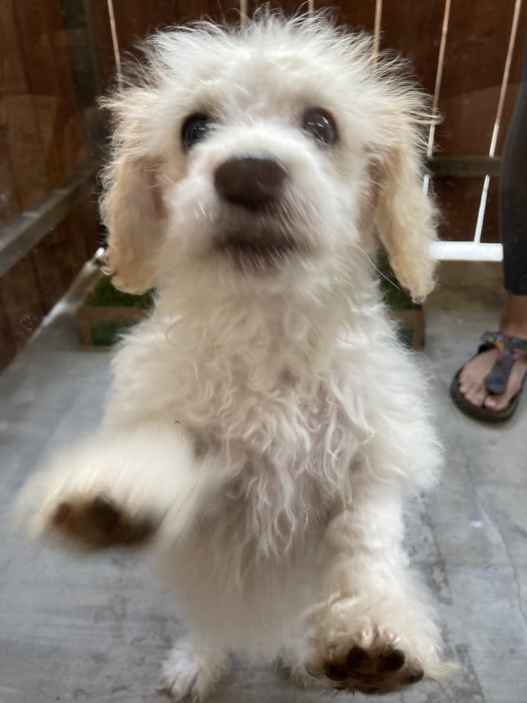 Milo, a Poodle (Small) and Cocker Spaniel mix tested with EmbarkVet.com