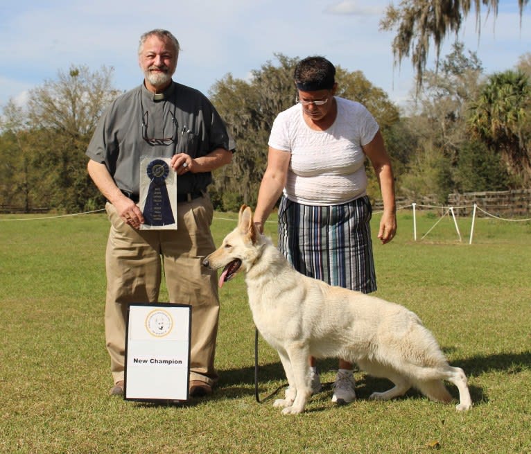 Winter, a White Shepherd tested with EmbarkVet.com