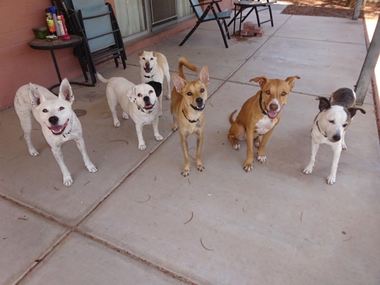 Bean, a Chow Chow and Chihuahua mix tested with EmbarkVet.com