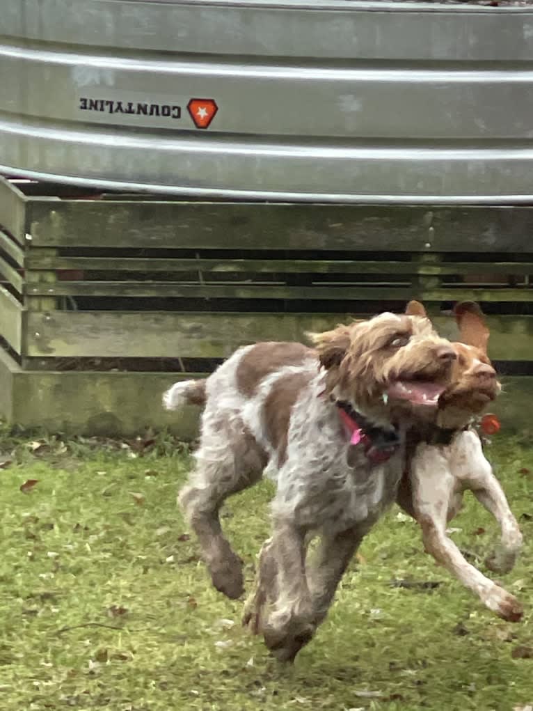 Archie, a Bracco Italiano tested with EmbarkVet.com