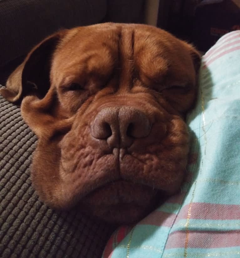 Brutis II, a Dogue de Bordeaux tested with EmbarkVet.com