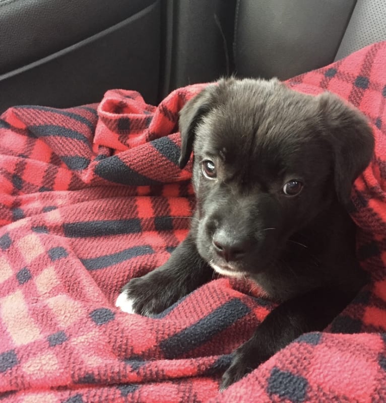 Stout, a Labrador Retriever and American Pit Bull Terrier mix tested with EmbarkVet.com