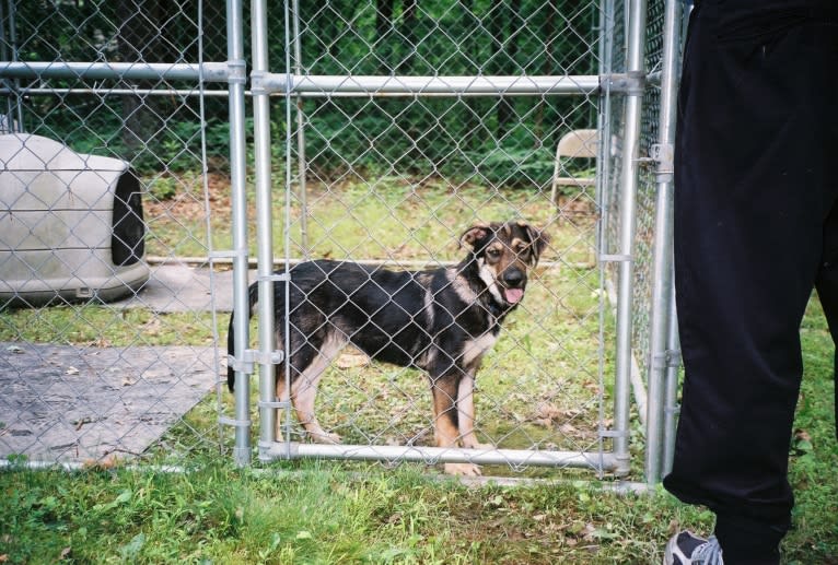Laika a dog tested with EmbarkVet.com