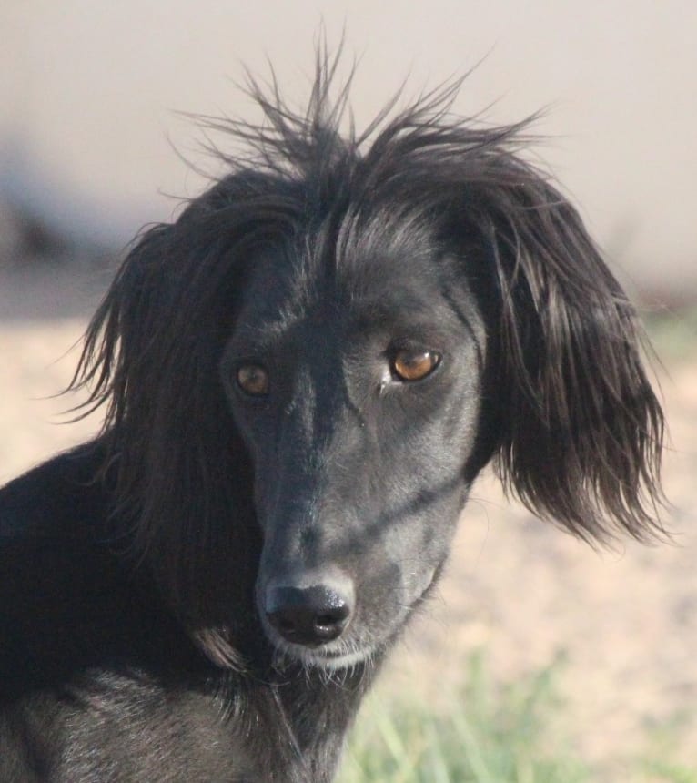 Bell, a Kyrgyz Taigan tested with EmbarkVet.com