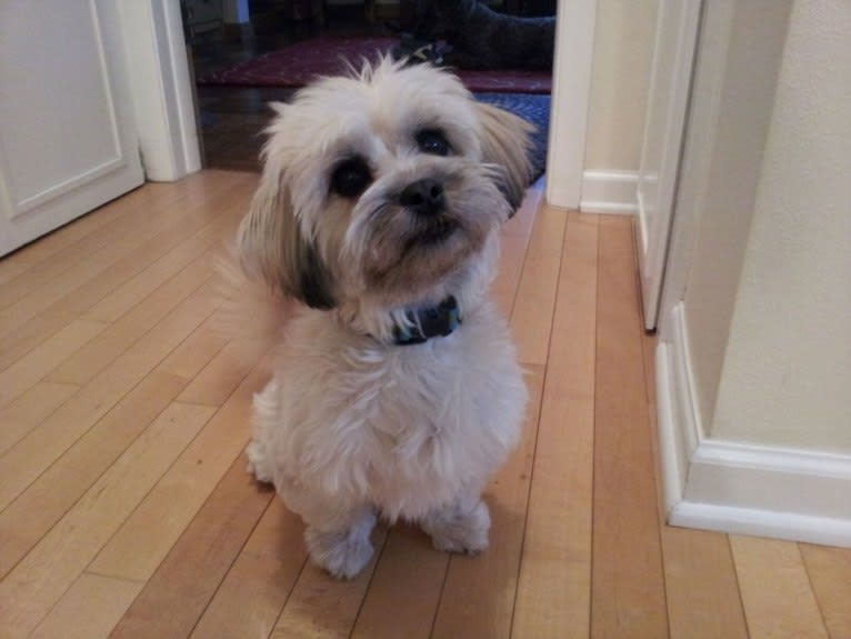 Jasper Miko, a Maltese and Shih Tzu mix tested with EmbarkVet.com