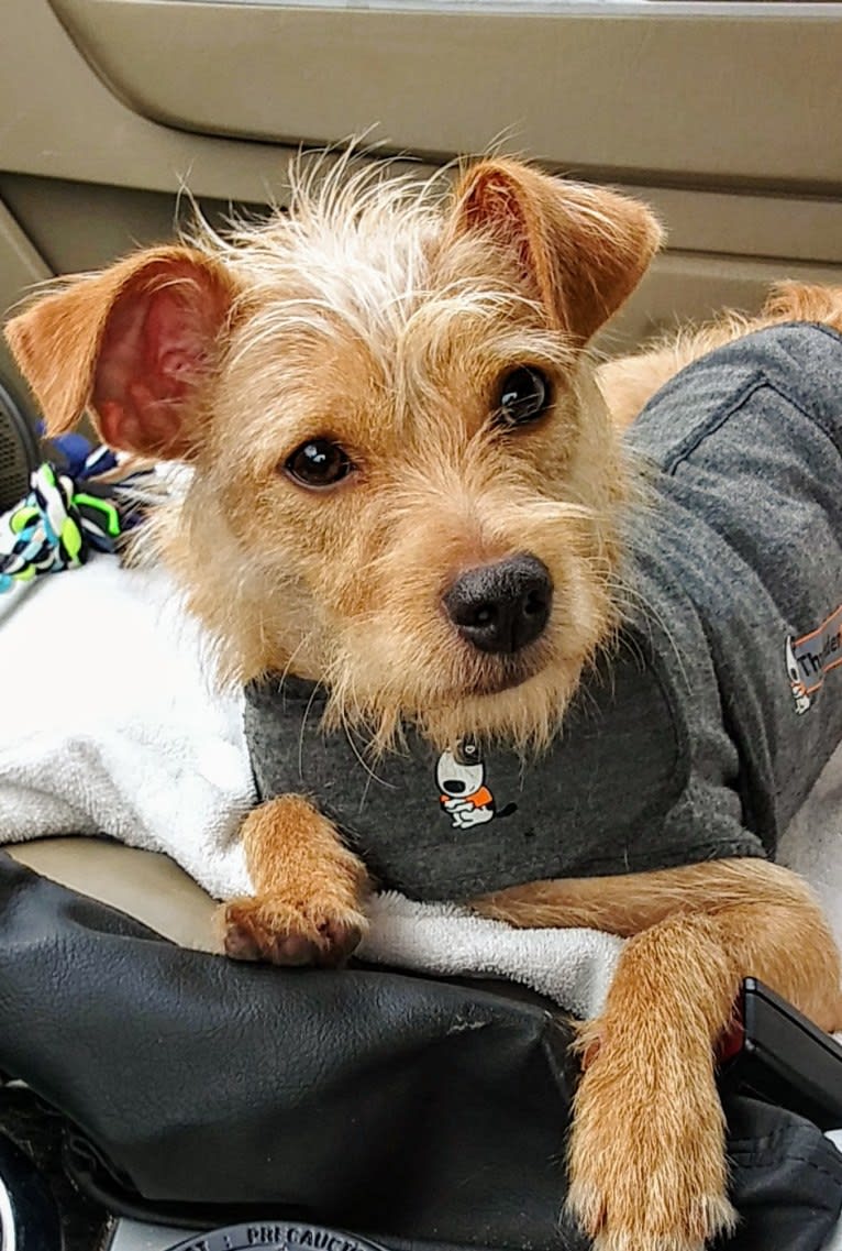 Zuma, a Chihuahua and Pomeranian mix tested with EmbarkVet.com