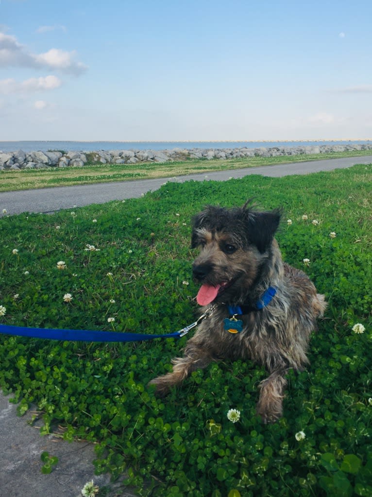 Merlin, a Miniature Schnauzer and Shih Tzu mix tested with EmbarkVet.com