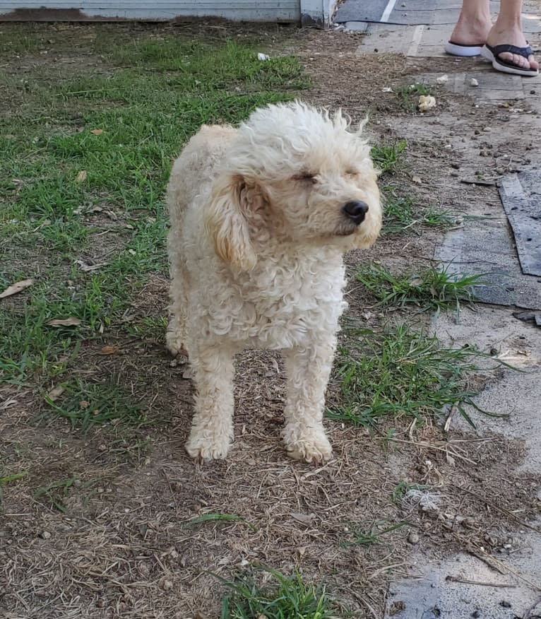 Maddie Paws Saucier, a Poodle (Small) tested with EmbarkVet.com