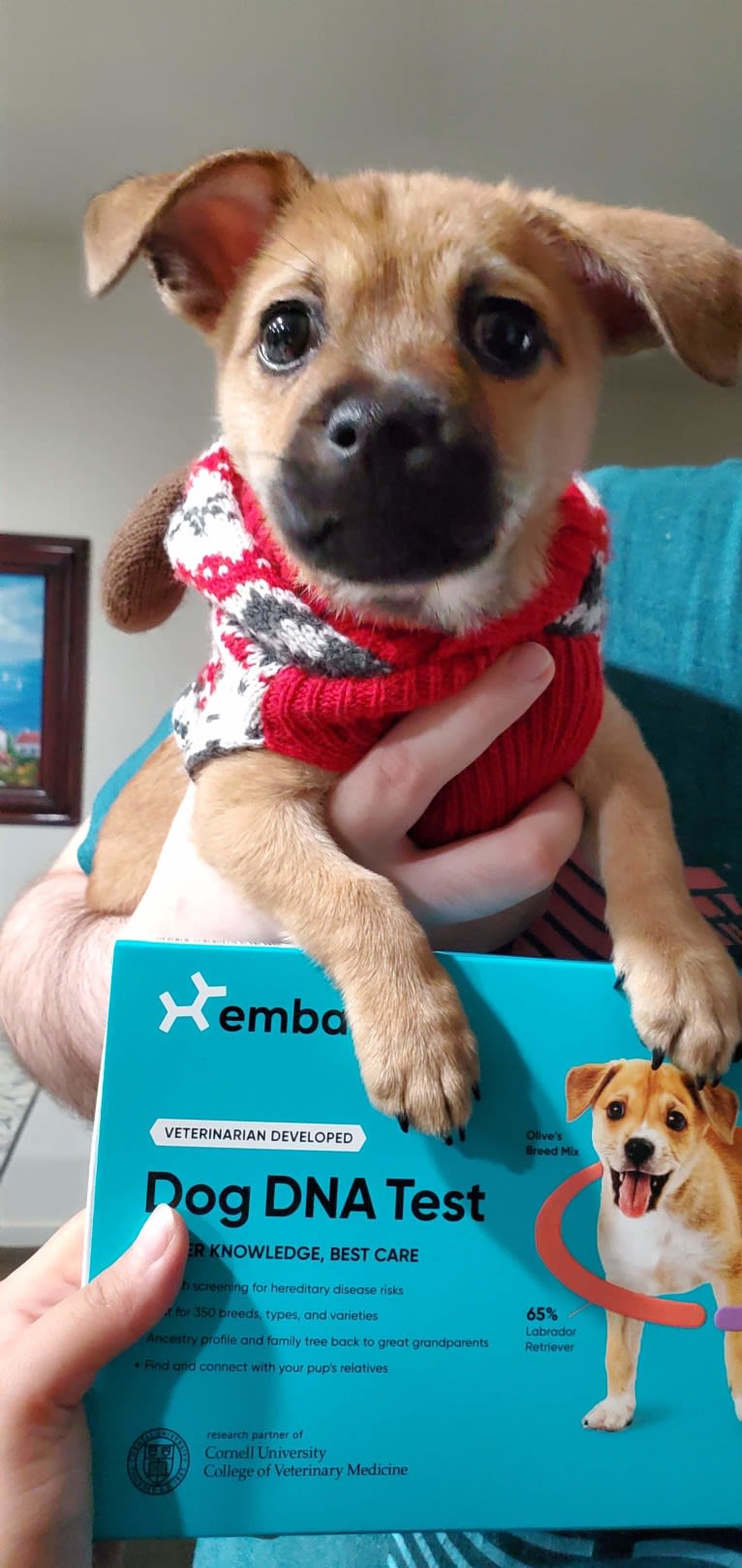 Simba, a Chihuahua and Pekingese mix tested with EmbarkVet.com