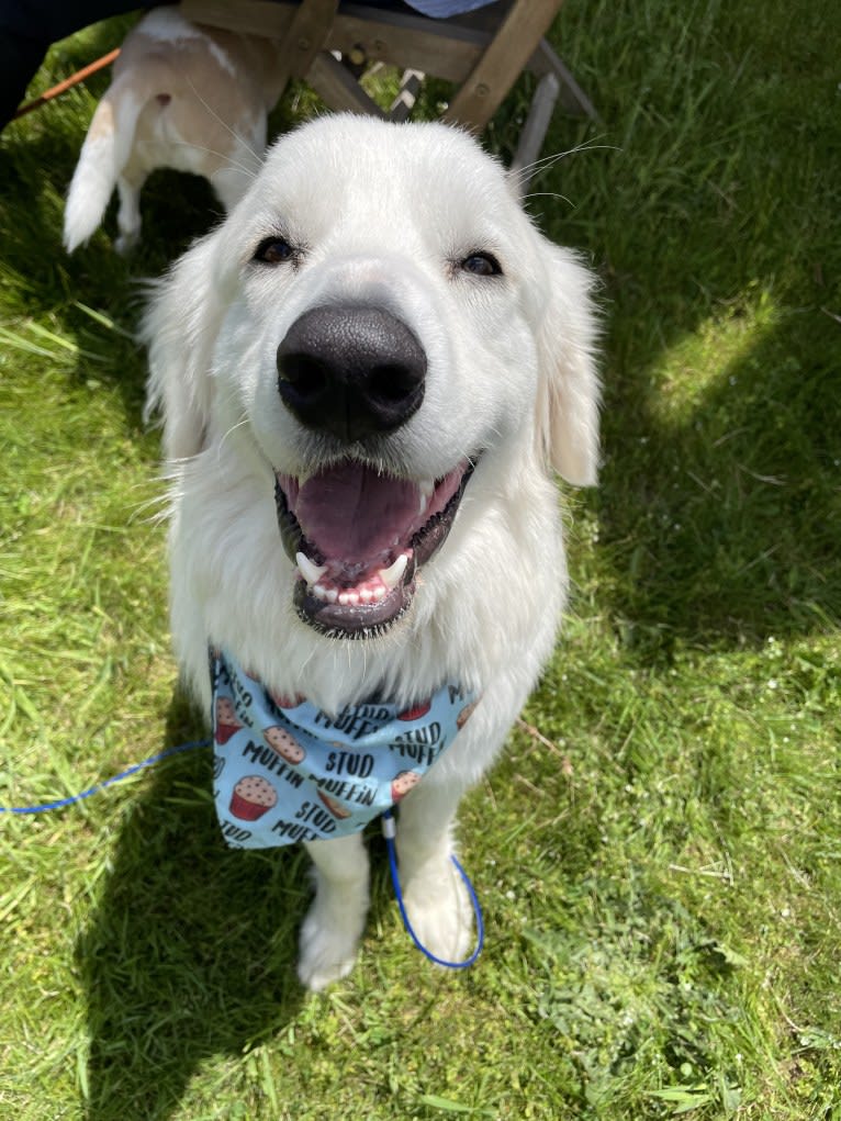 Finn, a Great Pyrenees and Beagle mix tested with EmbarkVet.com