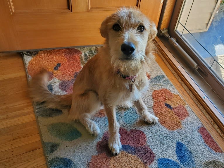 Zoey, a Rat Terrier and Siberian Husky mix tested with EmbarkVet.com