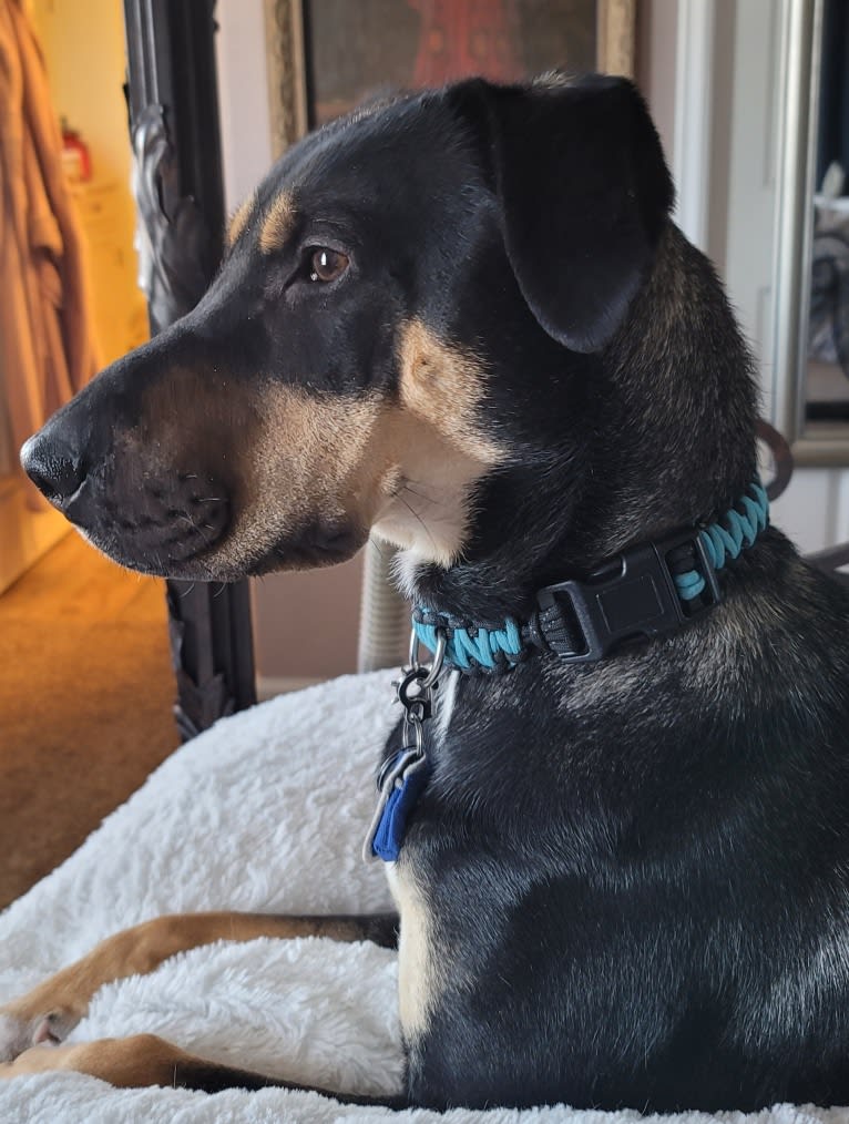 Stanley, a Siberian Husky and Australian Cattle Dog mix tested with EmbarkVet.com