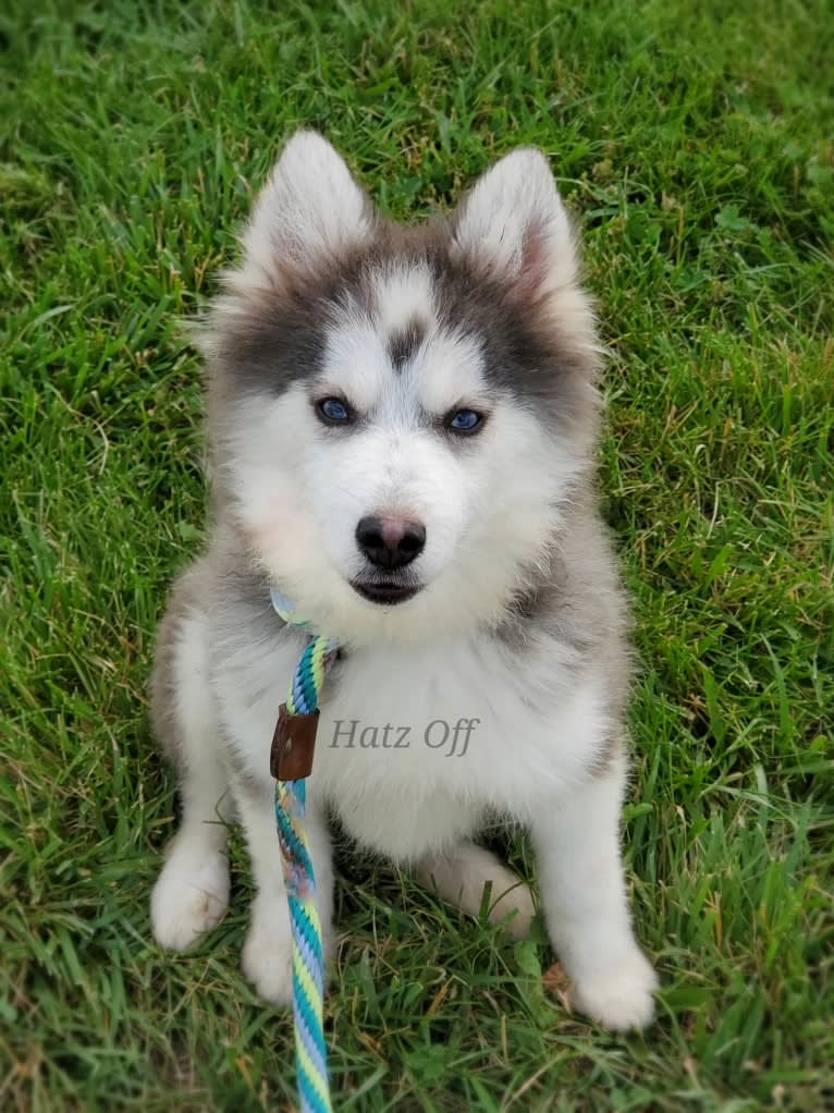 Slater, a Pomsky tested with EmbarkVet.com