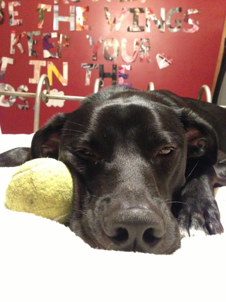 Eski Walters, an American Bulldog and Golden Retriever mix tested with EmbarkVet.com