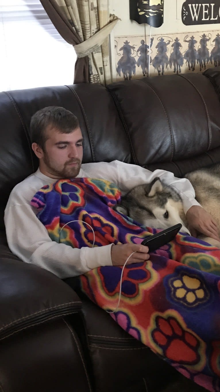 Miya, an Alaskan Malamute tested with EmbarkVet.com