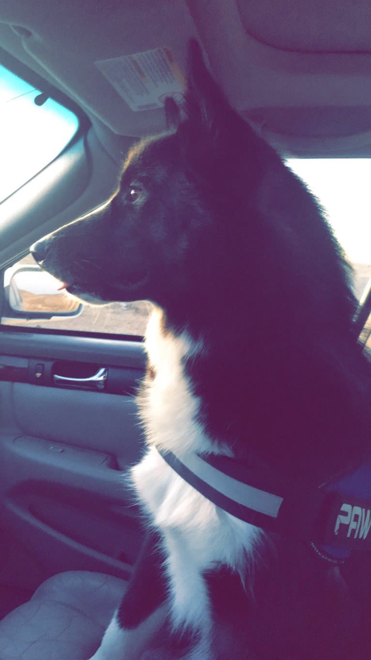 Mishka, an Alaskan Malamute and Canadian Eskimo Dog mix tested with EmbarkVet.com