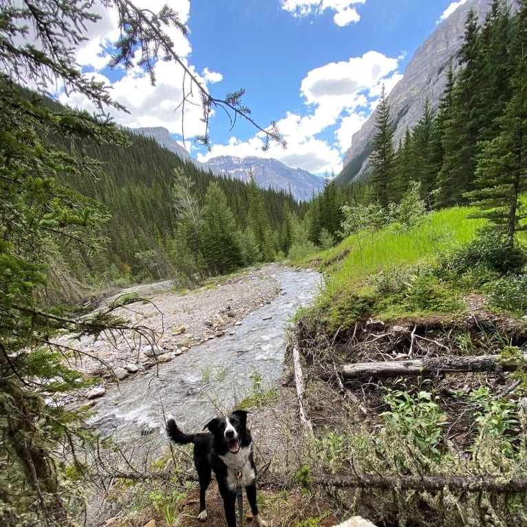 Deacon, a Border Collie tested with EmbarkVet.com