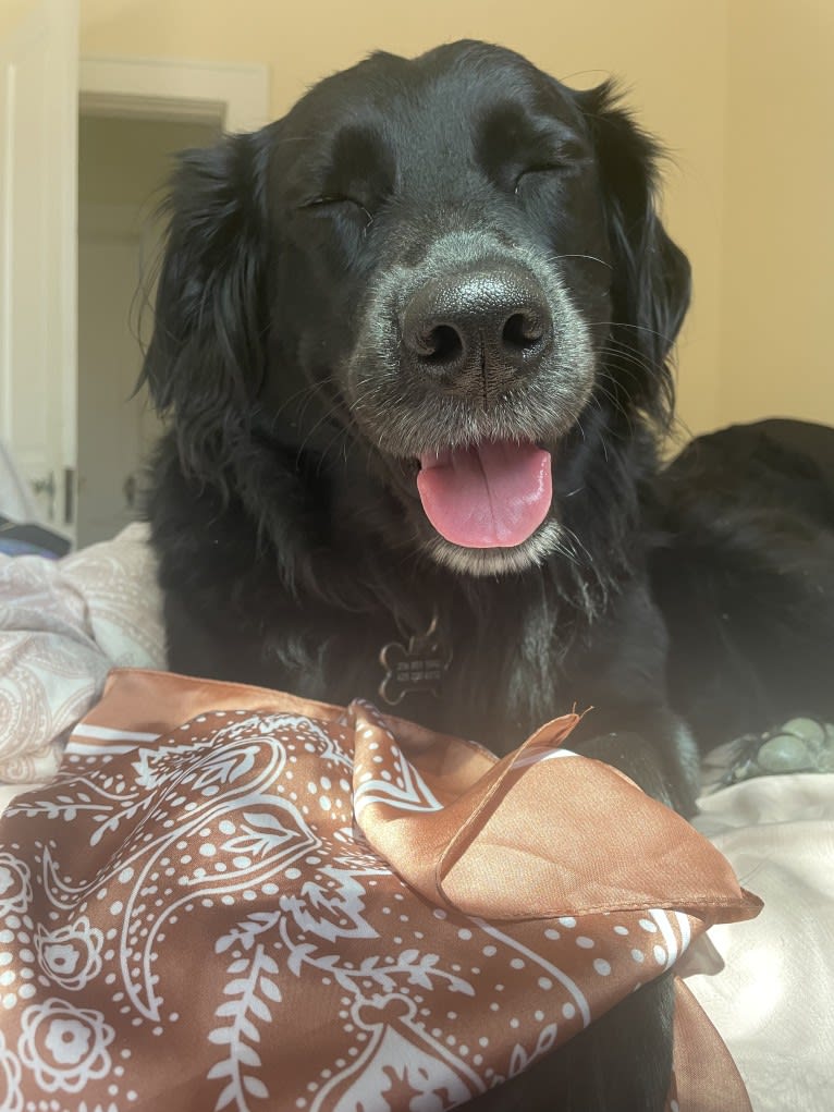 Nova, an Australian Shepherd and Labrador Retriever mix tested with EmbarkVet.com