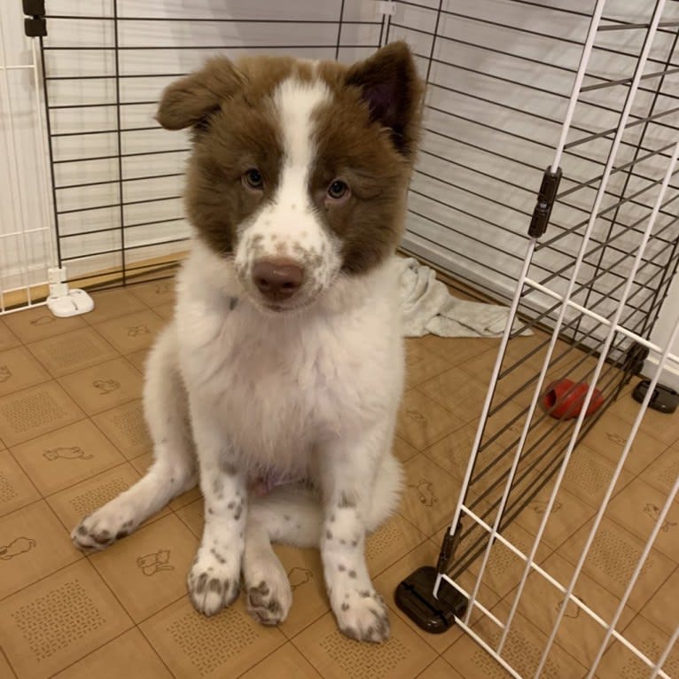 KINTOKI, a Shiba Inu and American Eskimo Dog mix tested with EmbarkVet.com