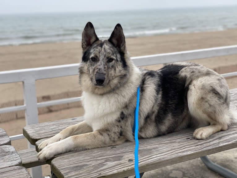 Cooper, a Collie and Norwegian Elkhound mix tested with EmbarkVet.com