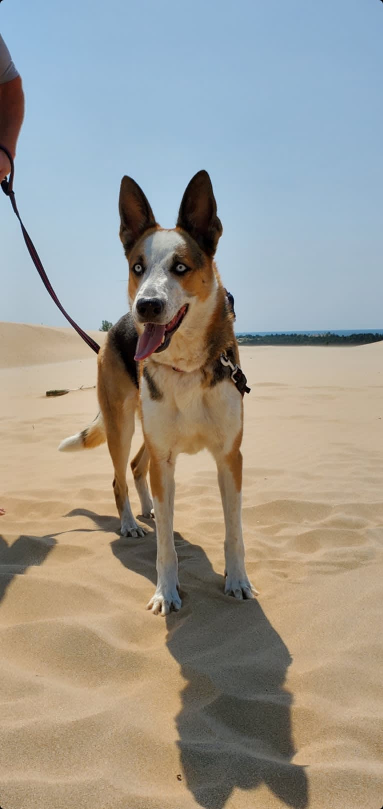 Sadie, a German Shepherd Dog tested with EmbarkVet.com